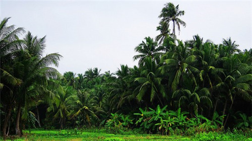 肯德基收加盟费么，肯德基要加盟费吗